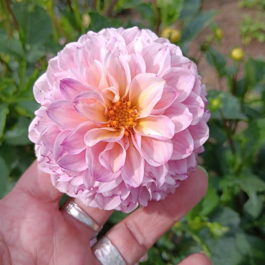 Dahlia knöl Wine Eyed Jill  "Boll x - 3