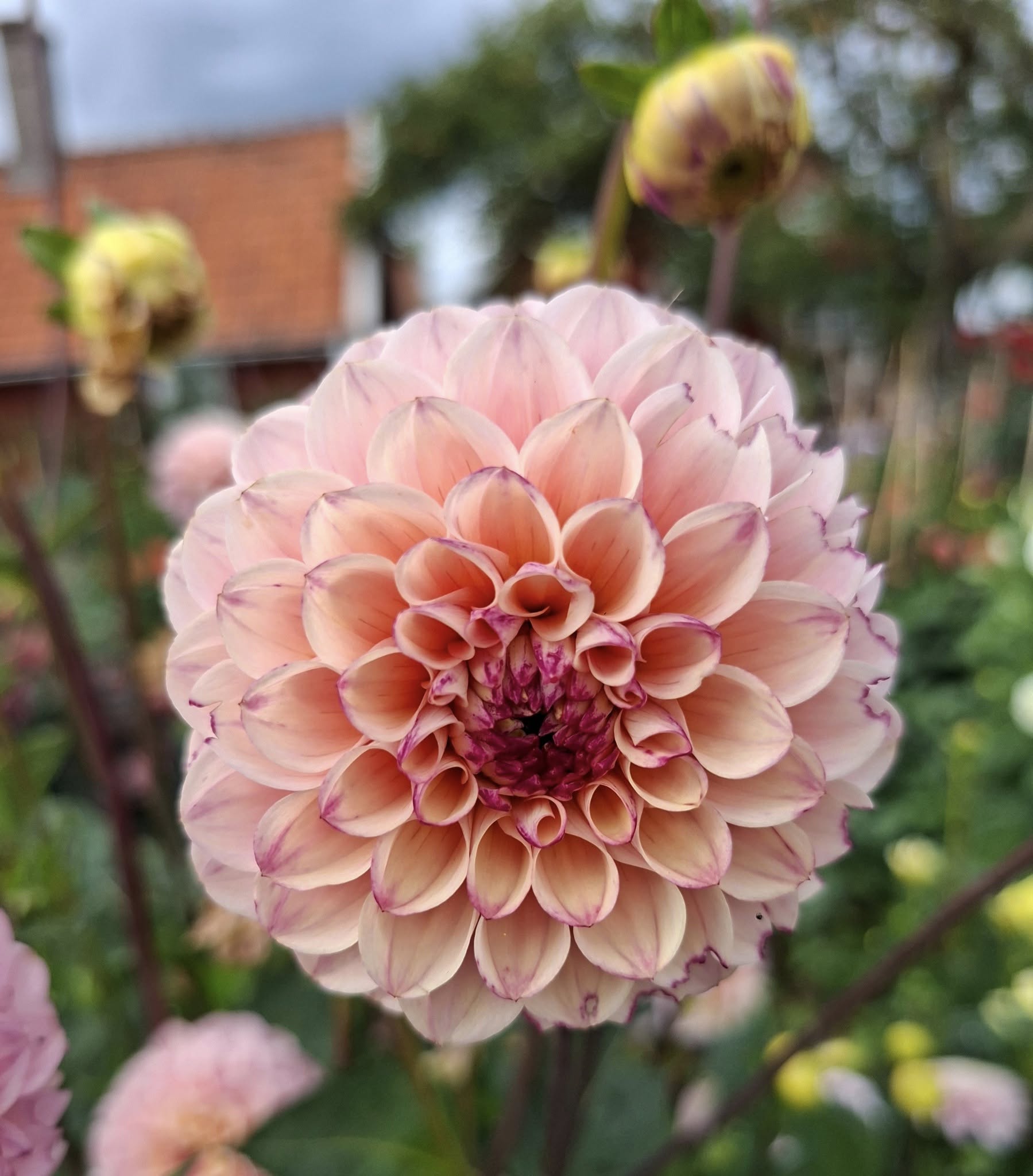 Dahlia knöl Wine Eyed Jill  "Boll x - 2