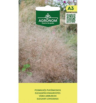 Elegant Lovegrass, dekorativt gräs (version 2)