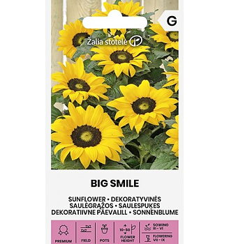 Solros "Big Smile"