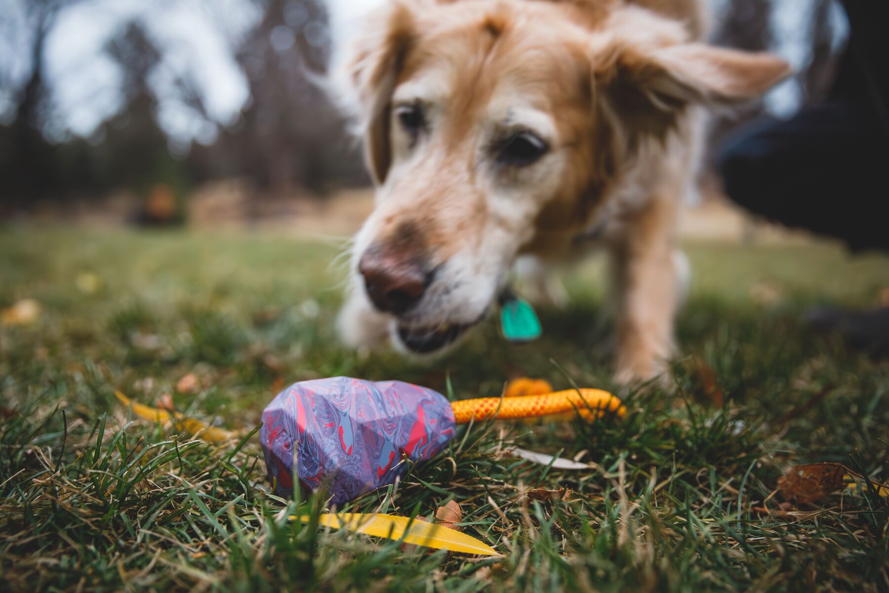 Ruffwear Huck-a-Cone Dog Toy - Purple Orchid - Hard-wearing
