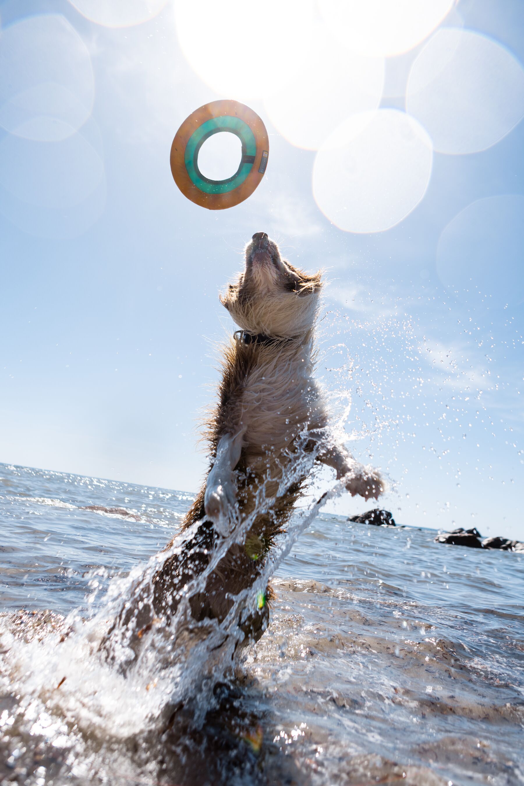Ruffwear Hydro Plane Floating Dog Toy – Biolumin Blue - Soft