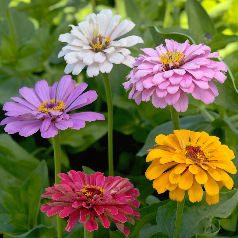 Zinnia 'Dahlia flowered Formula Mix'
