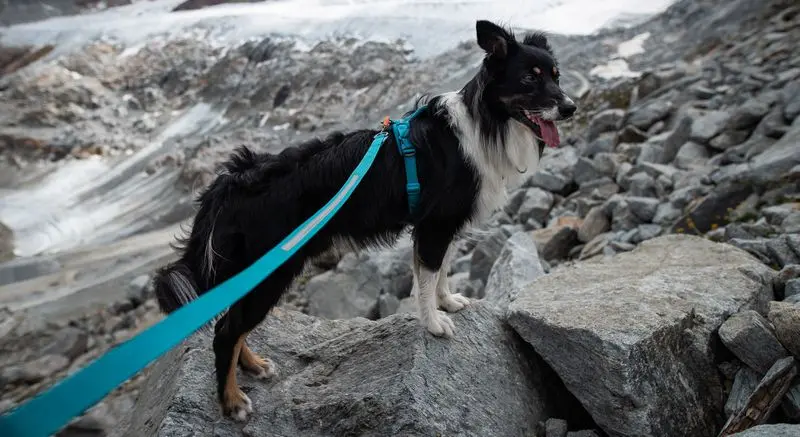Non-stop Touring Bungee Leash 2.8 m, Teal - 3