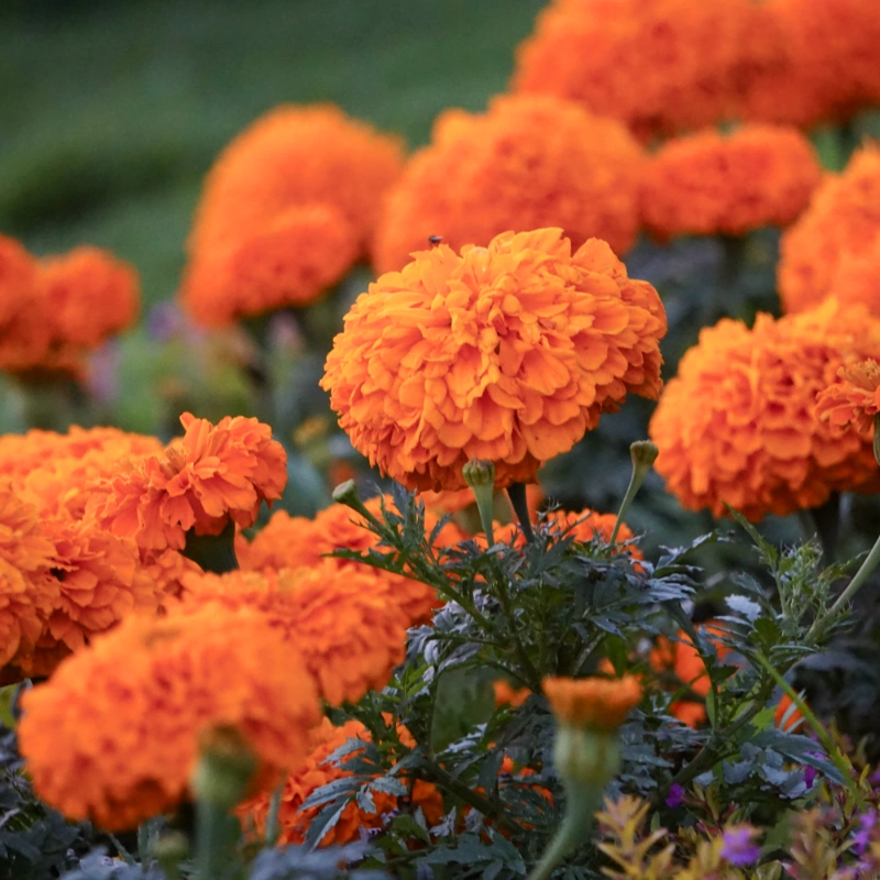 Frö till Stor tagetes 'Hawaii'