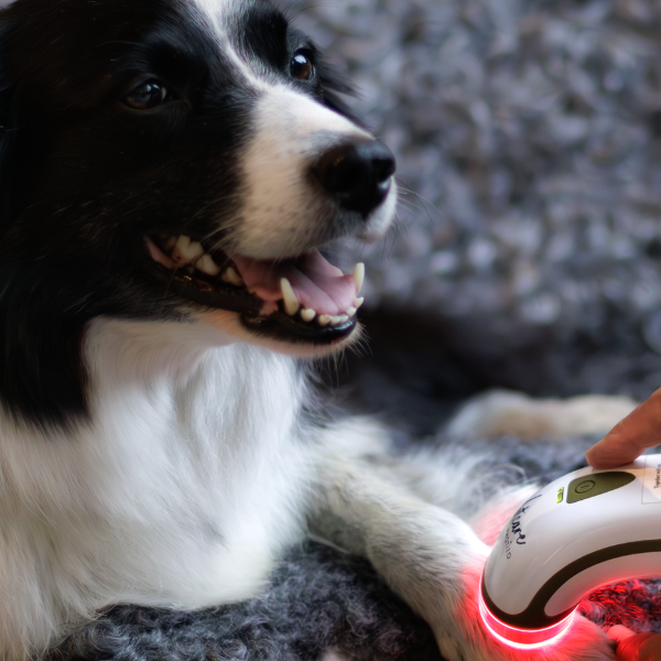 SILENT Photizo Vetcare LED-ljusterapi/LED-LLLT  - 10