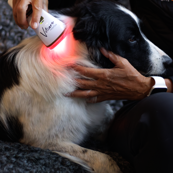 SILENT Photizo Vetcare LED-ljusterapi/LED-LLLT 