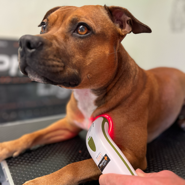 SILENT Photizo Vetcare LED-ljusterapi/LED-LLLT  - 6