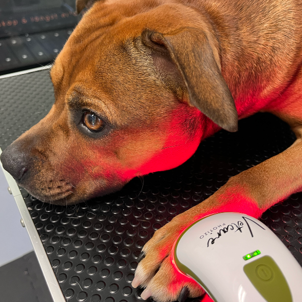 SILENT Photizo Vetcare LED-ljusterapi/LED-LLLT  - 7