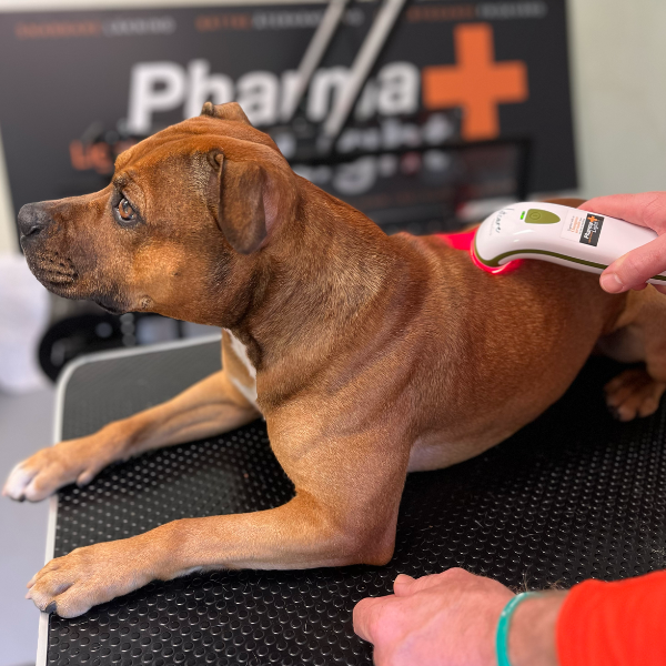 SILENT Photizo Vetcare LED-ljusterapi/LED-LLLT  - 8