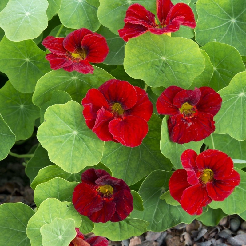 Buskkrasse 'Tip Top Mahogany' / Mörkröd blomma
