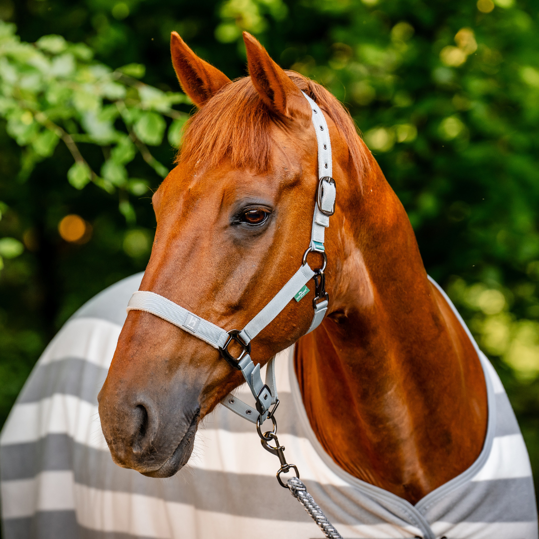 HORSEWARE NEWMARKET HEADCOLLAR &  LEADROPE - 4