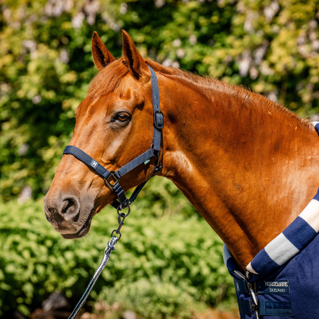 HORSEWARE NEWMARKET HEADCOLLAR &  LEADROPE - 5