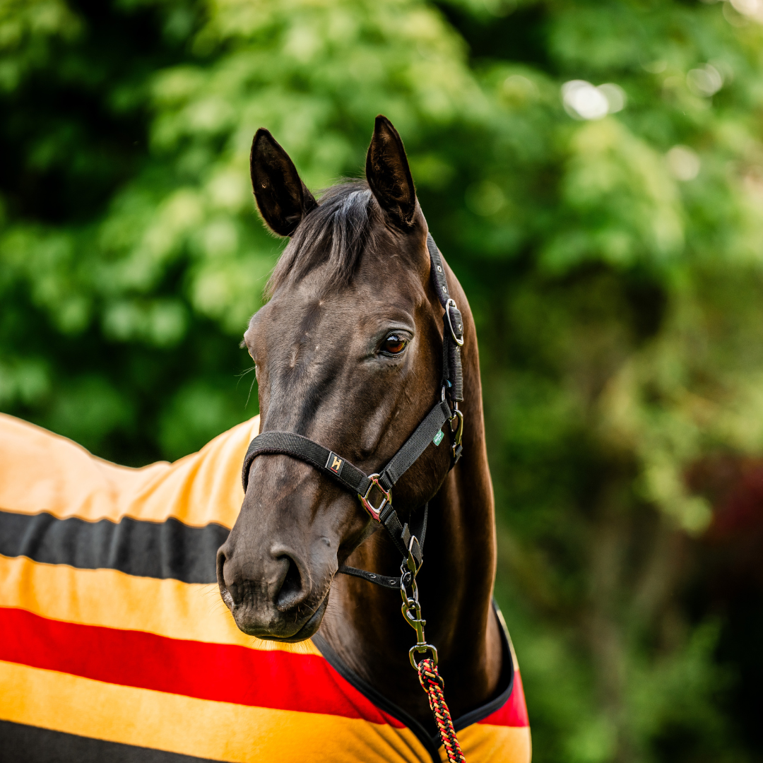 HORSEWARE NEWMARKET HEADCOLLAR &  LEADROPE - 6