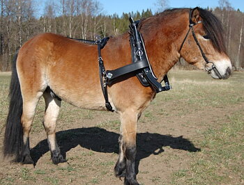 Loksele med läderdäckel