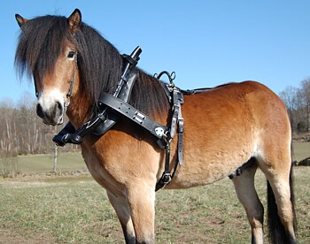 Loksele ponny med bågdäckel
