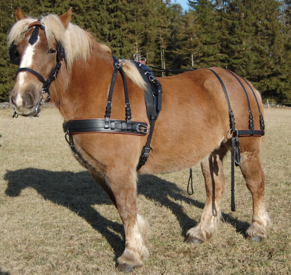 Bröstsele Kallblod