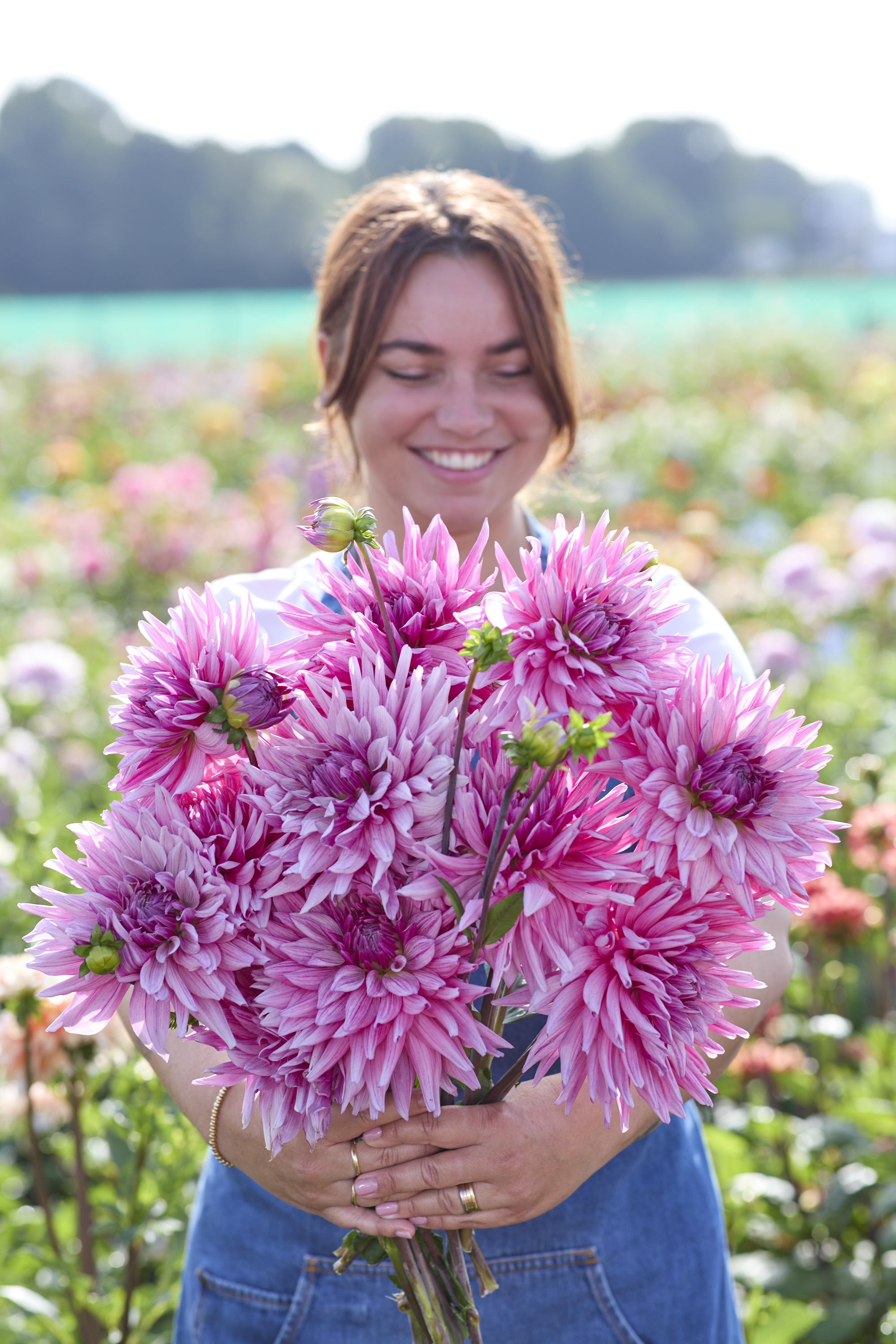 Dahlia knöl Titan Magenta  , Nyhet 2026! x