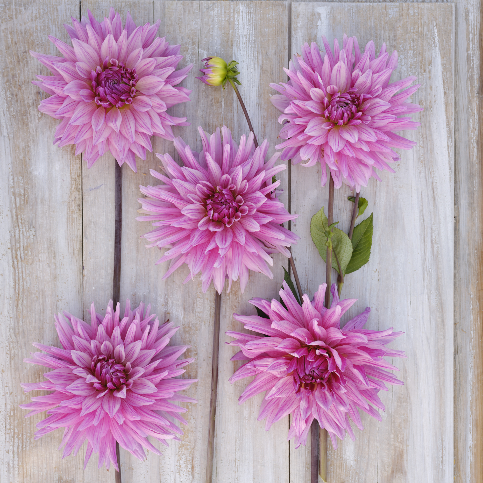 Dahlia knöl Titan Magenta  , Nyhet 2026! x - 2