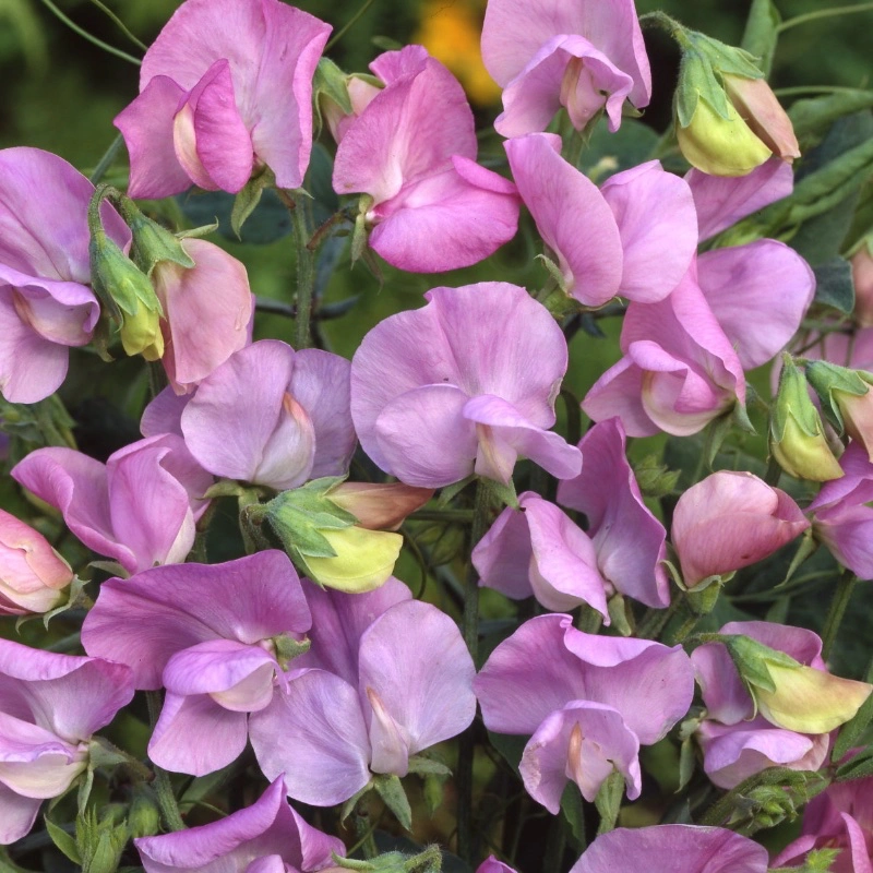 Lila Luktärt 'Royal Lavender'