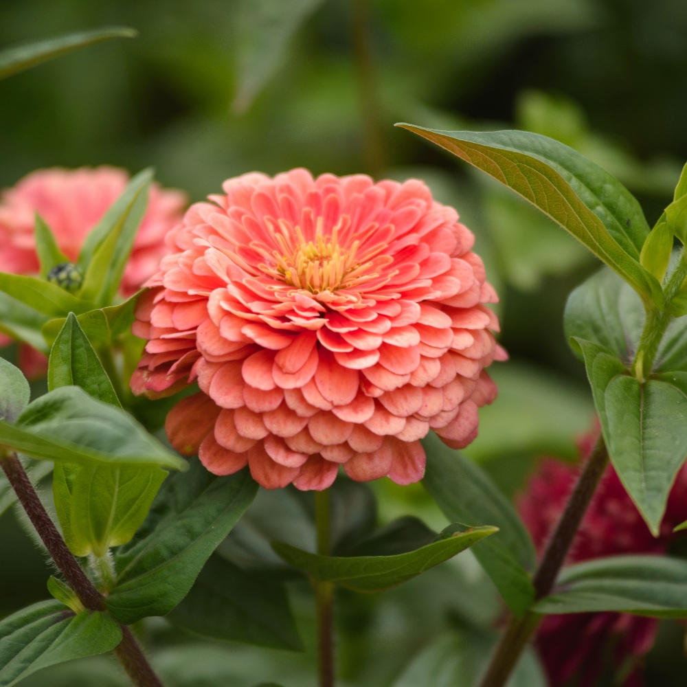 Zinnia 'Benary's Giant Salmon Rose'