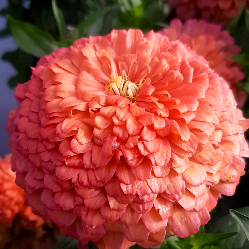 Frö till laxrosa Zinnia 'Benary's Giant Salmon Rose'