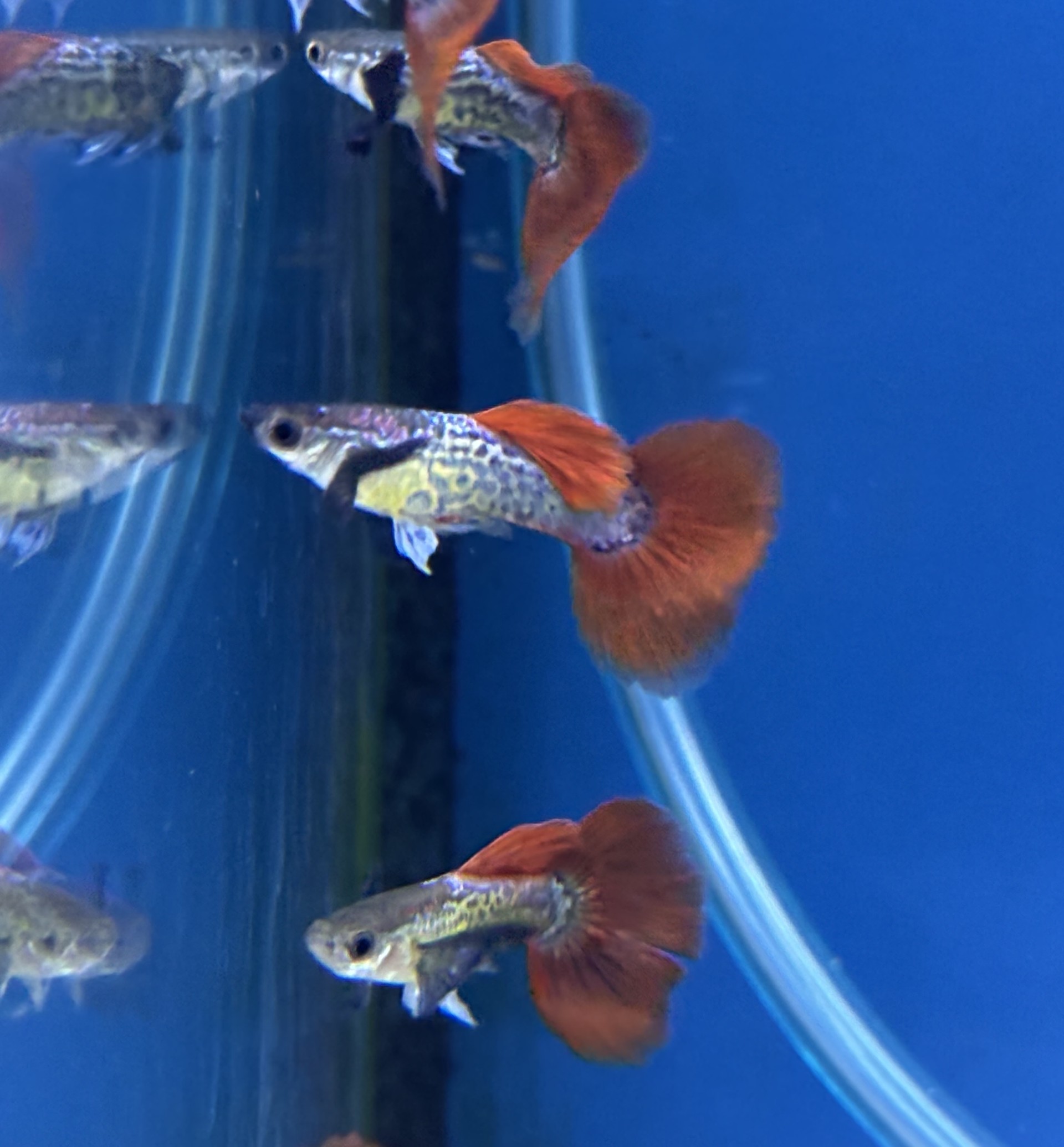 Guppy Hane Elephant Ear Red Cobra (Poecilia reticulata)