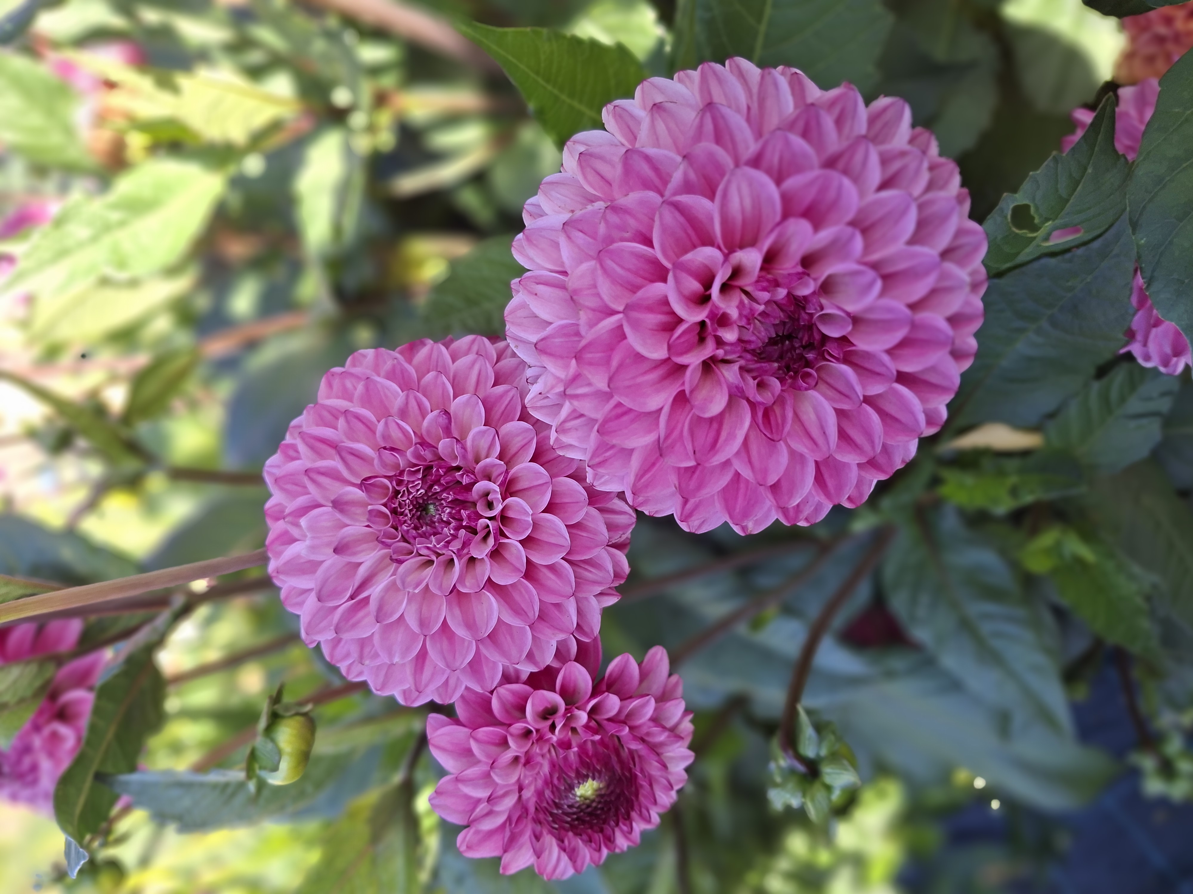 Dahlia knöl Chicago Dekorativ småblommande  - 2