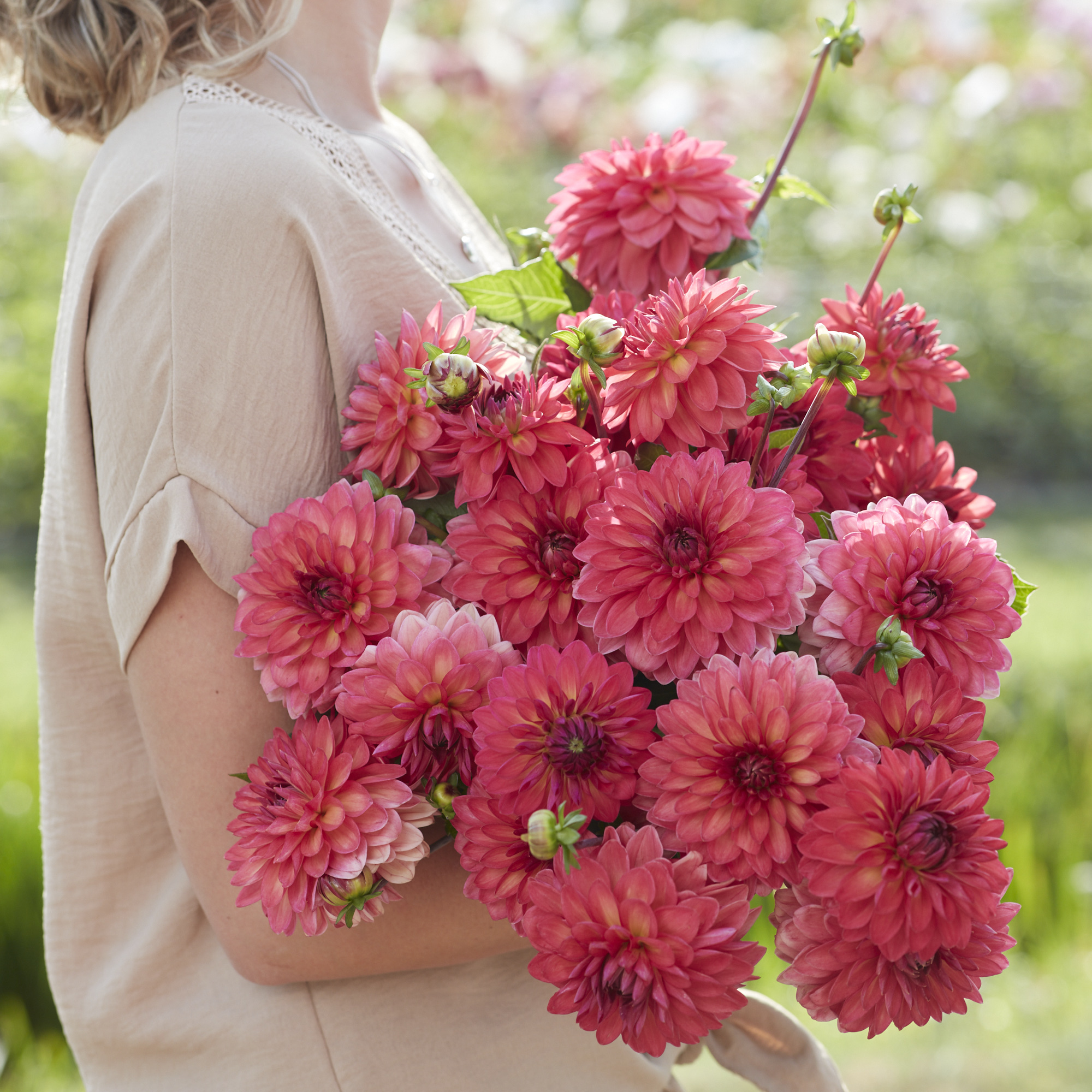Dahlia knöl Ellen Nauta  Dekorativ småblommande - 2