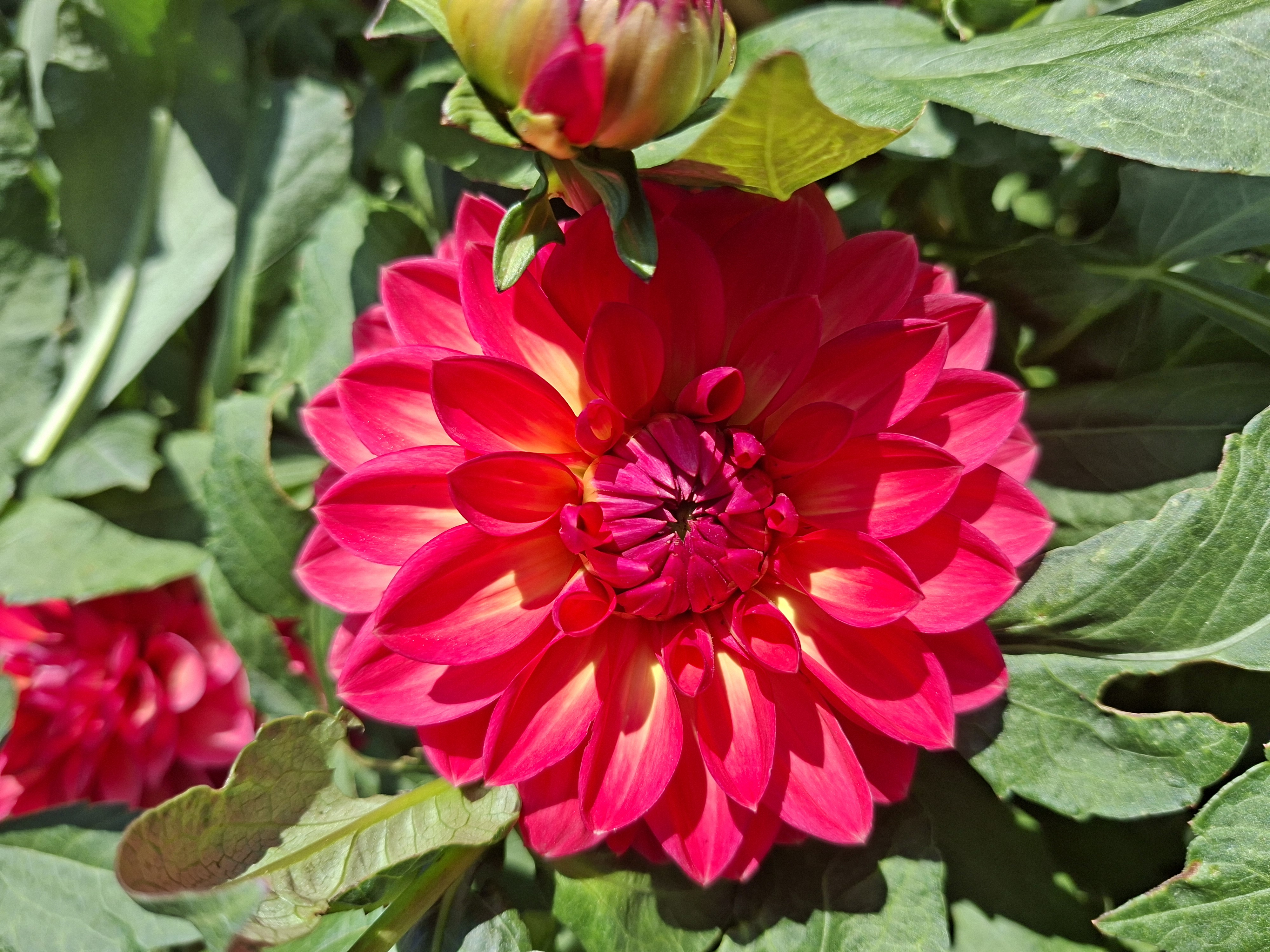 Dahlia knöl Ellen Nauta  Dekorativ småblommande - 4