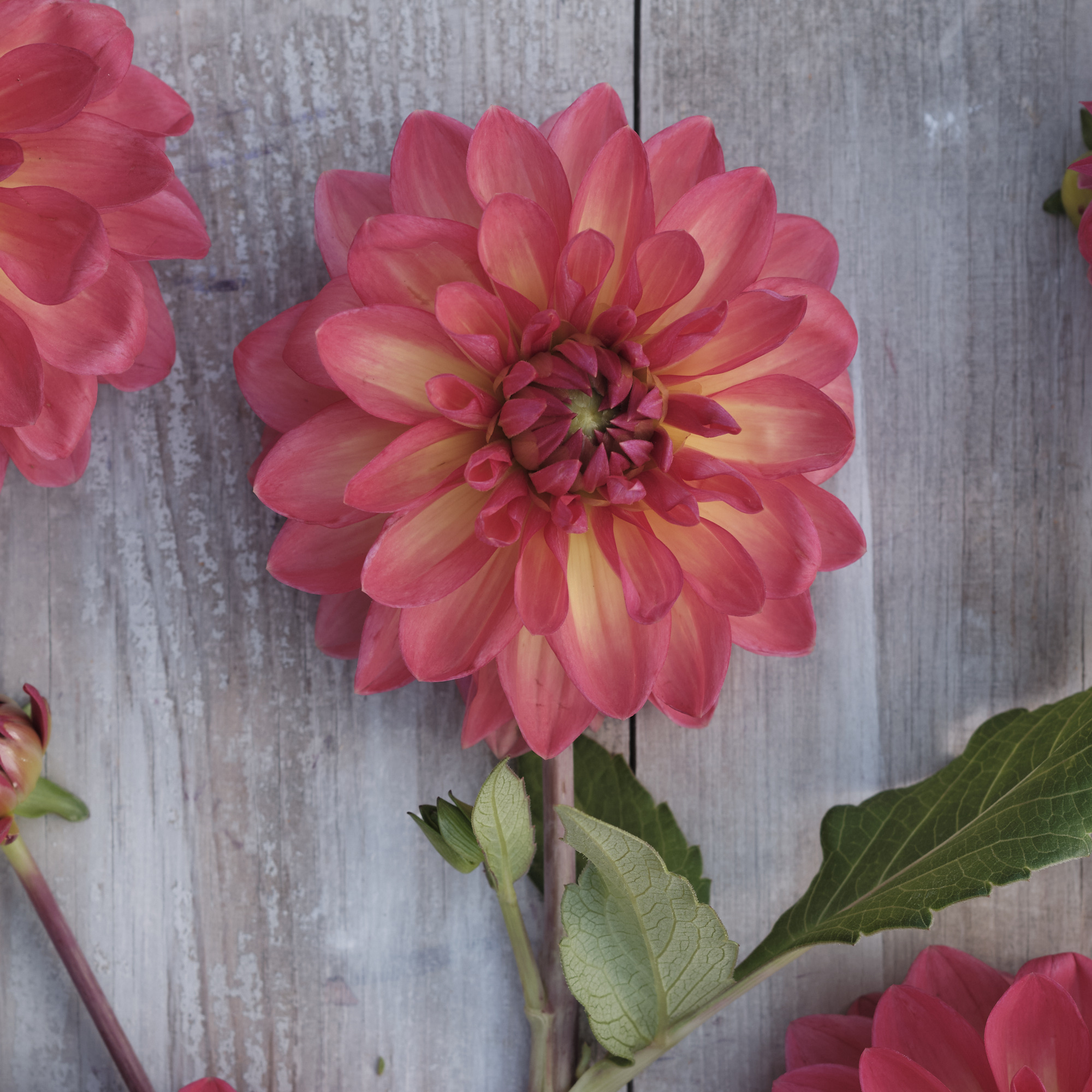 Dahlia knöl Ellen Nauta  Dekorativ småblommande