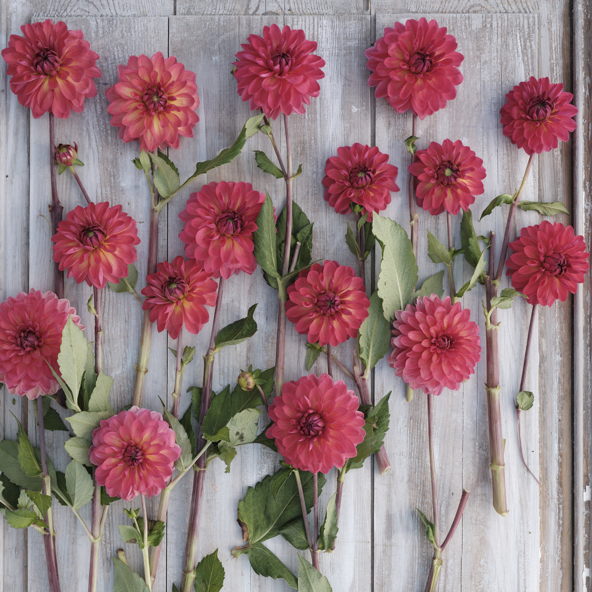 Dahlia knöl Ellen Nauta  Dekorativ småblommande - 3