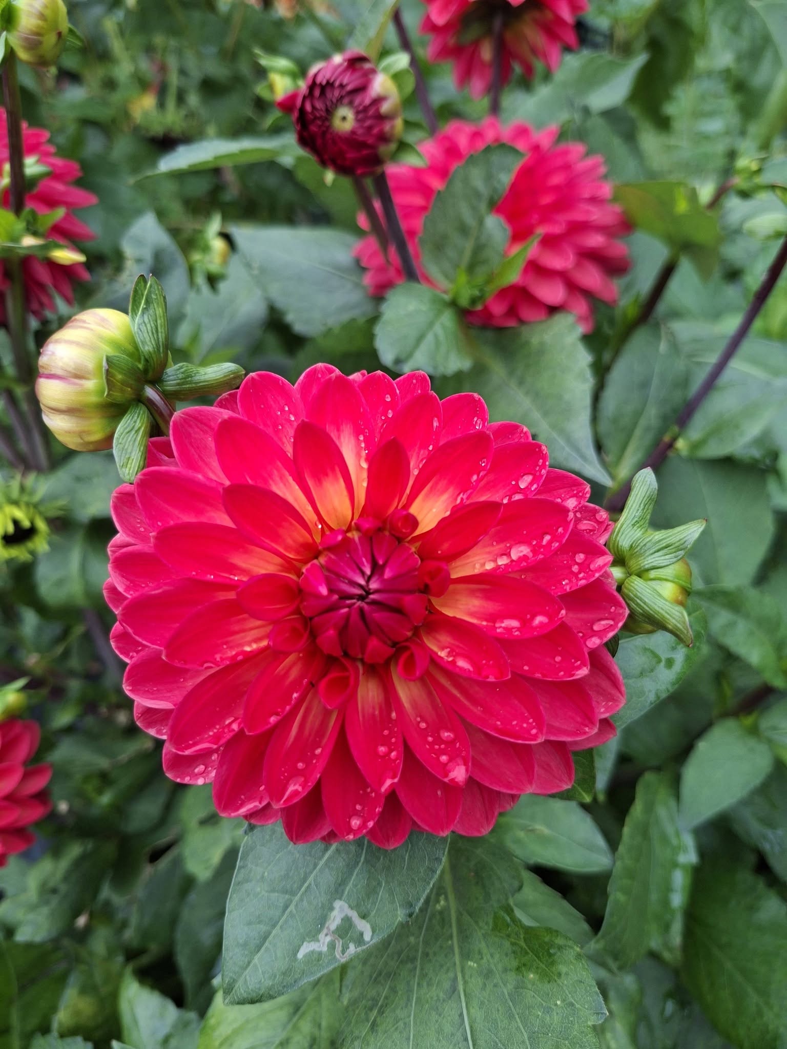 Dahlia knöl Ellen Nauta  Dekorativ småblommande - 5