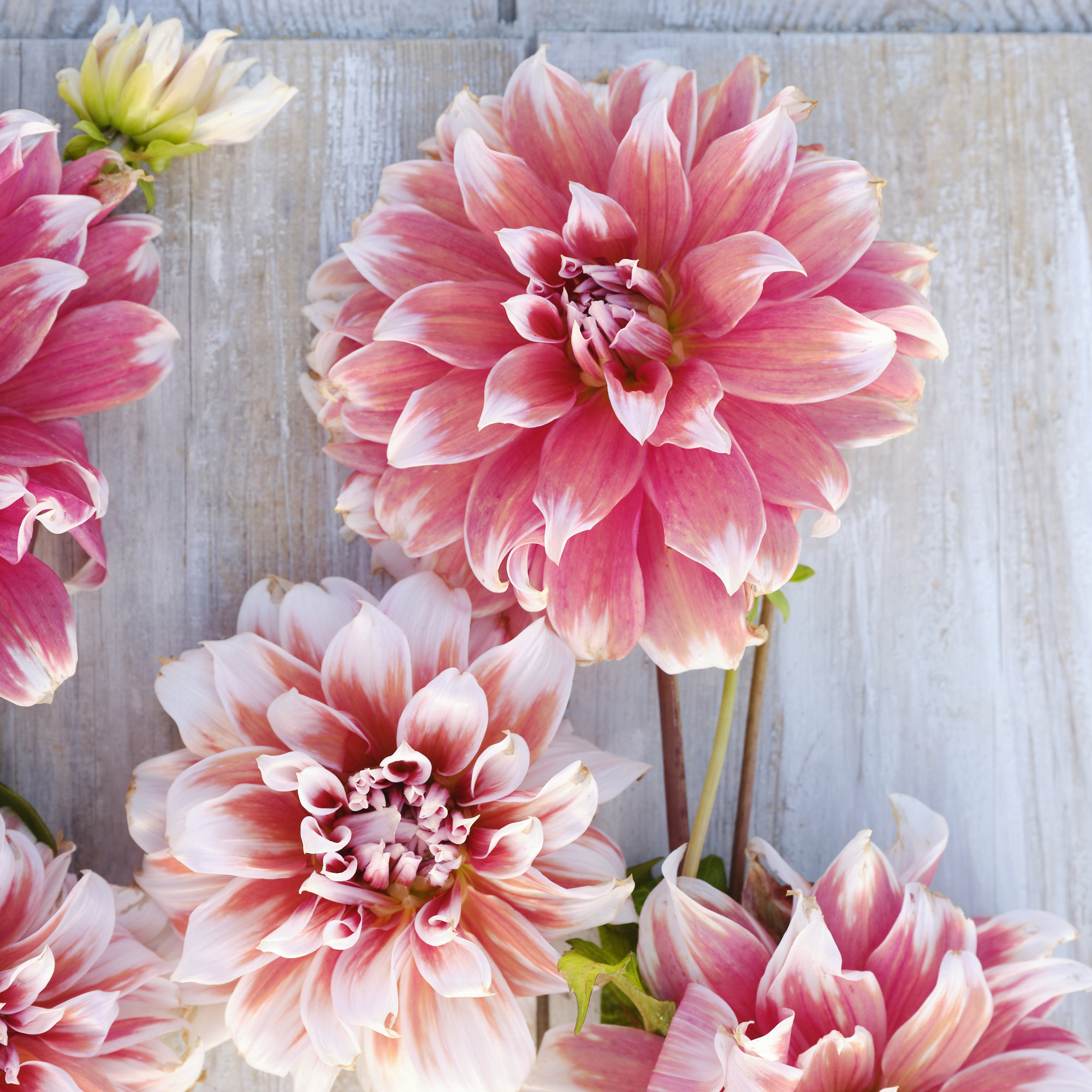 Dahlia knöl Frost Nip  Dekorativ storblommande Nyhet 2026! x