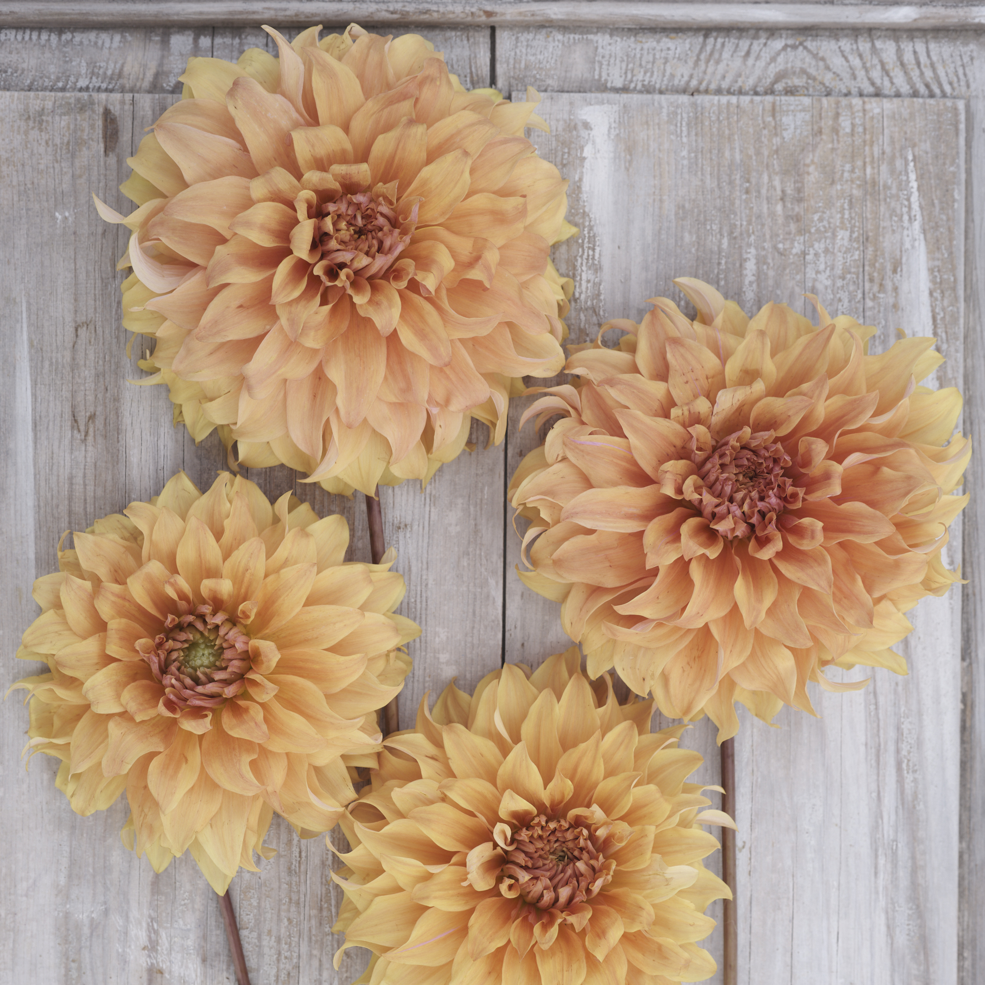 Dahlia knöl Hercules  Dekorativ storblommande Nyhet 2026! x - 3