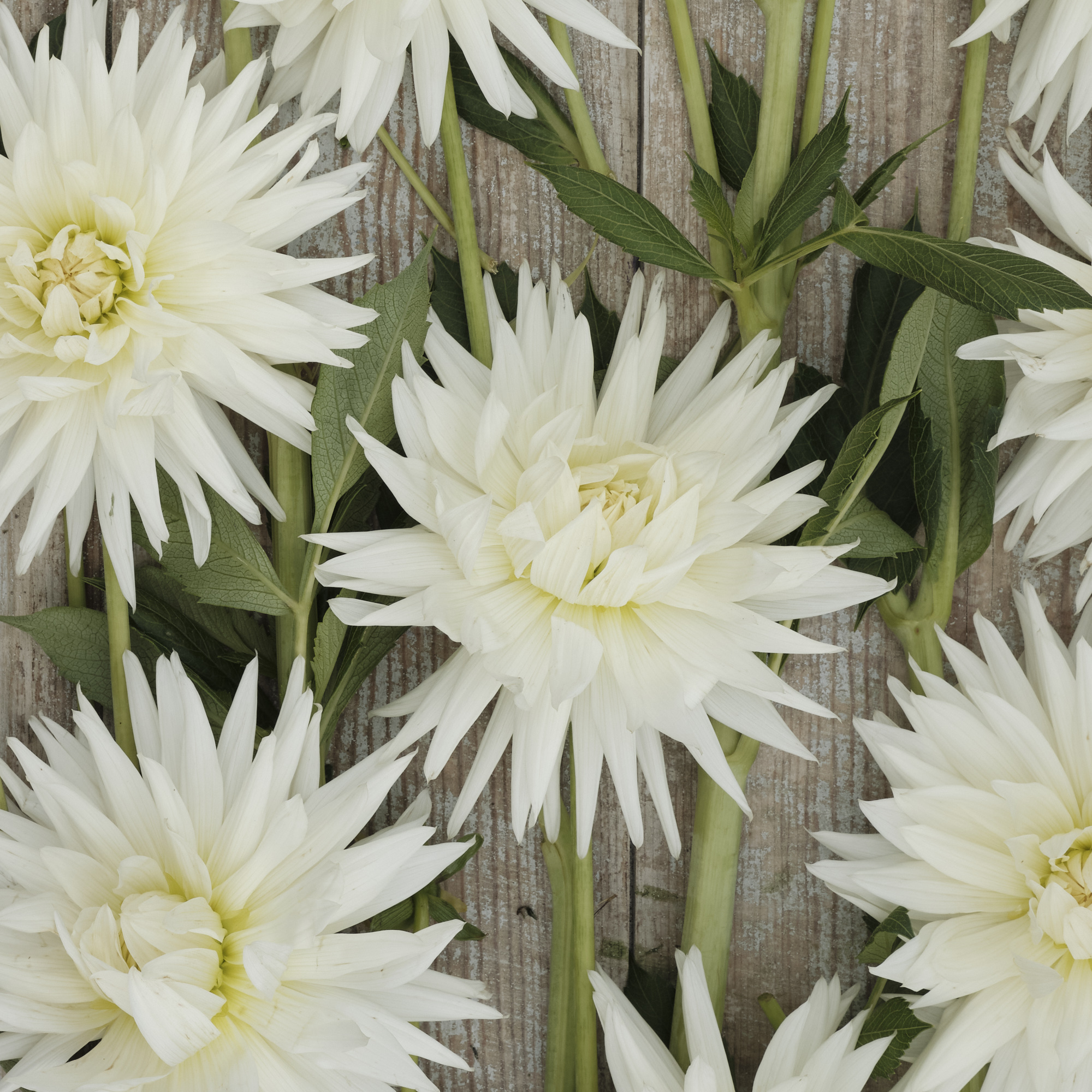Dahlia knöl Mount Tacoma Kaktus Nyhet 2026! x