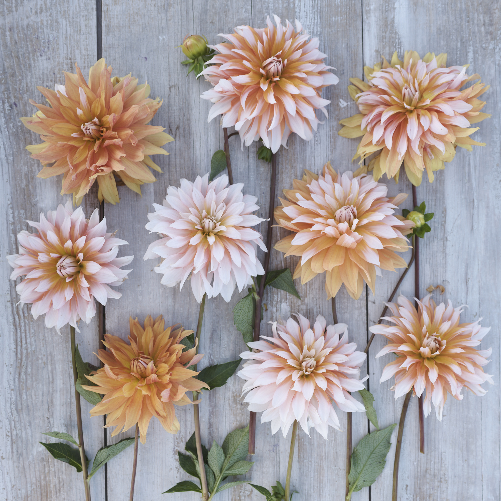Dahlia knöl Orange & snow Nyhet 2026! x - 3