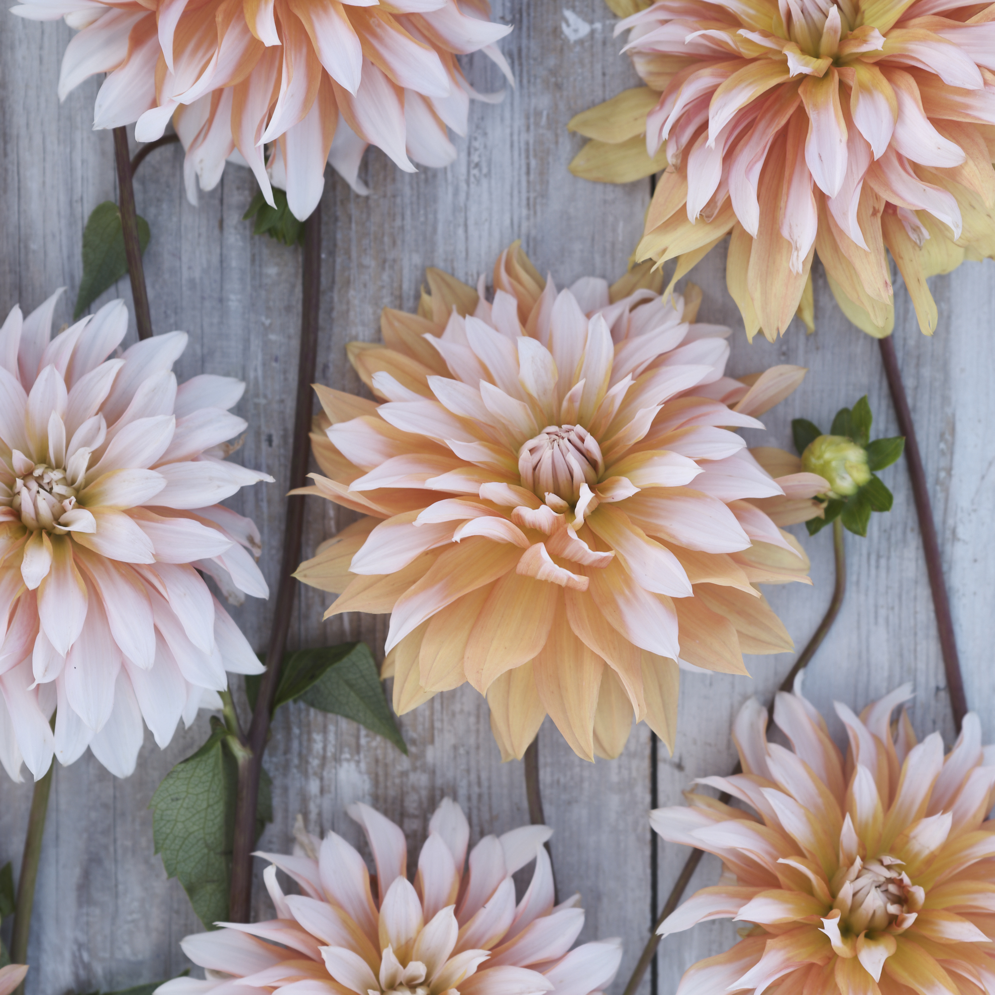Dahlia knöl Orange & snow Nyhet 2026! x