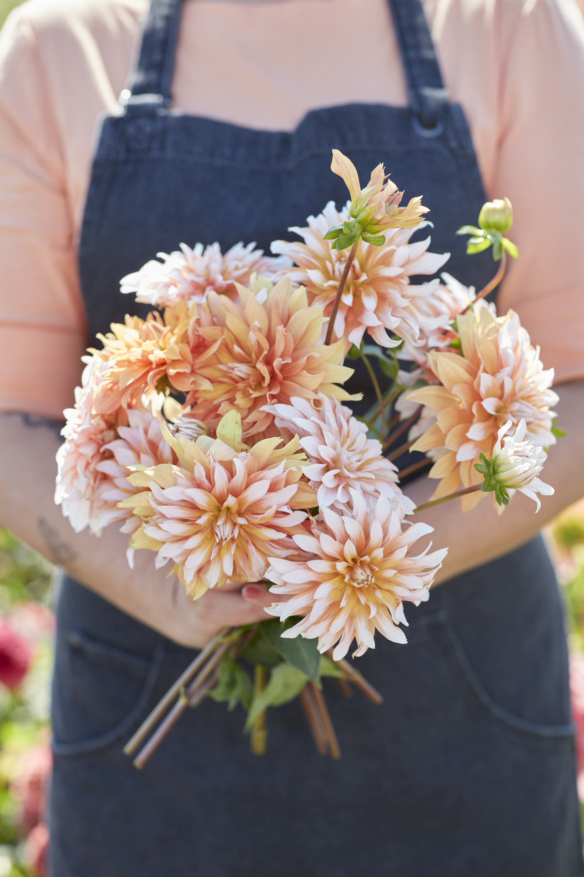 Dahlia knöl Orange & snow Nyhet 2026! x - 2