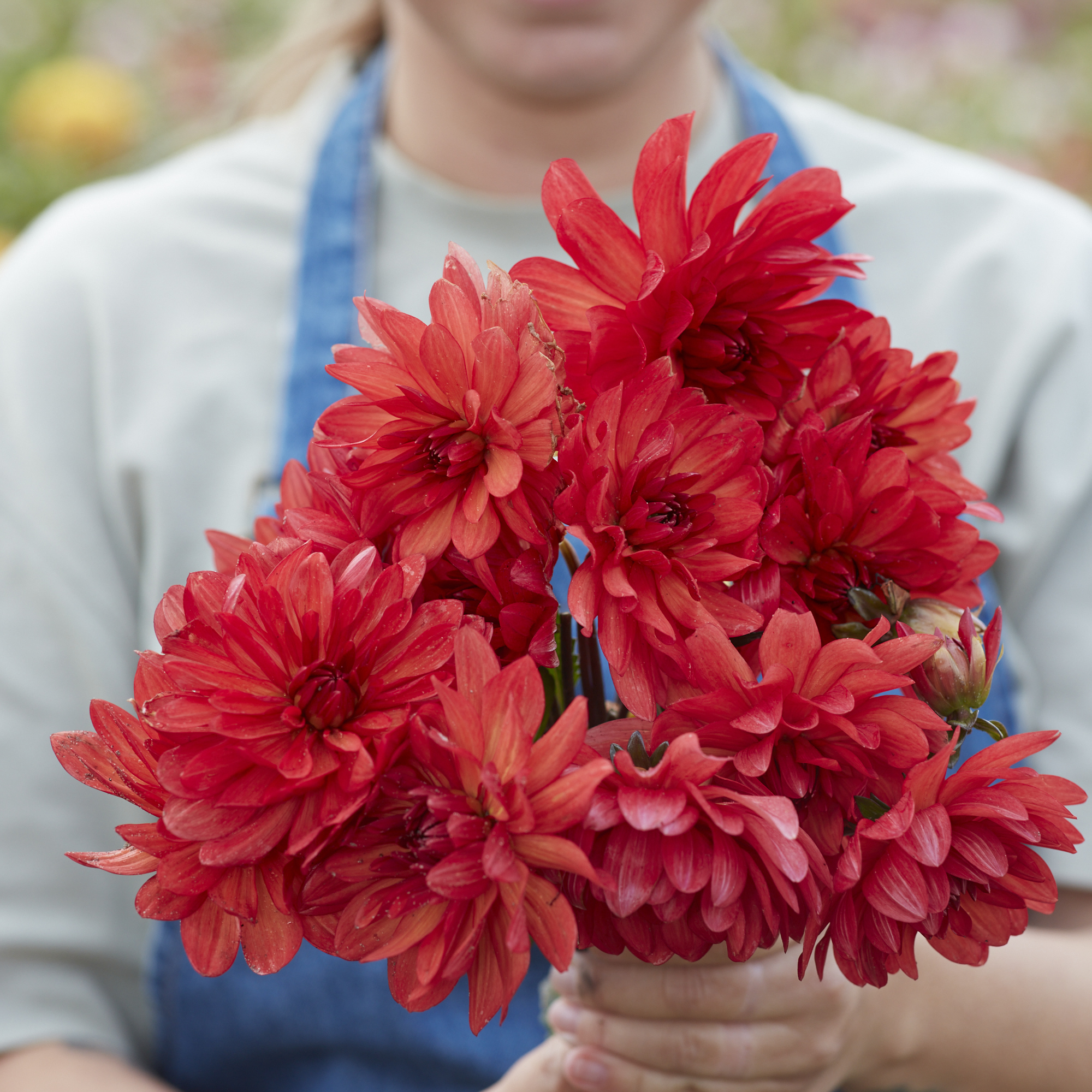 Dahlia knöl Parc Floral de Paris  Nyhet 2026! x - 2