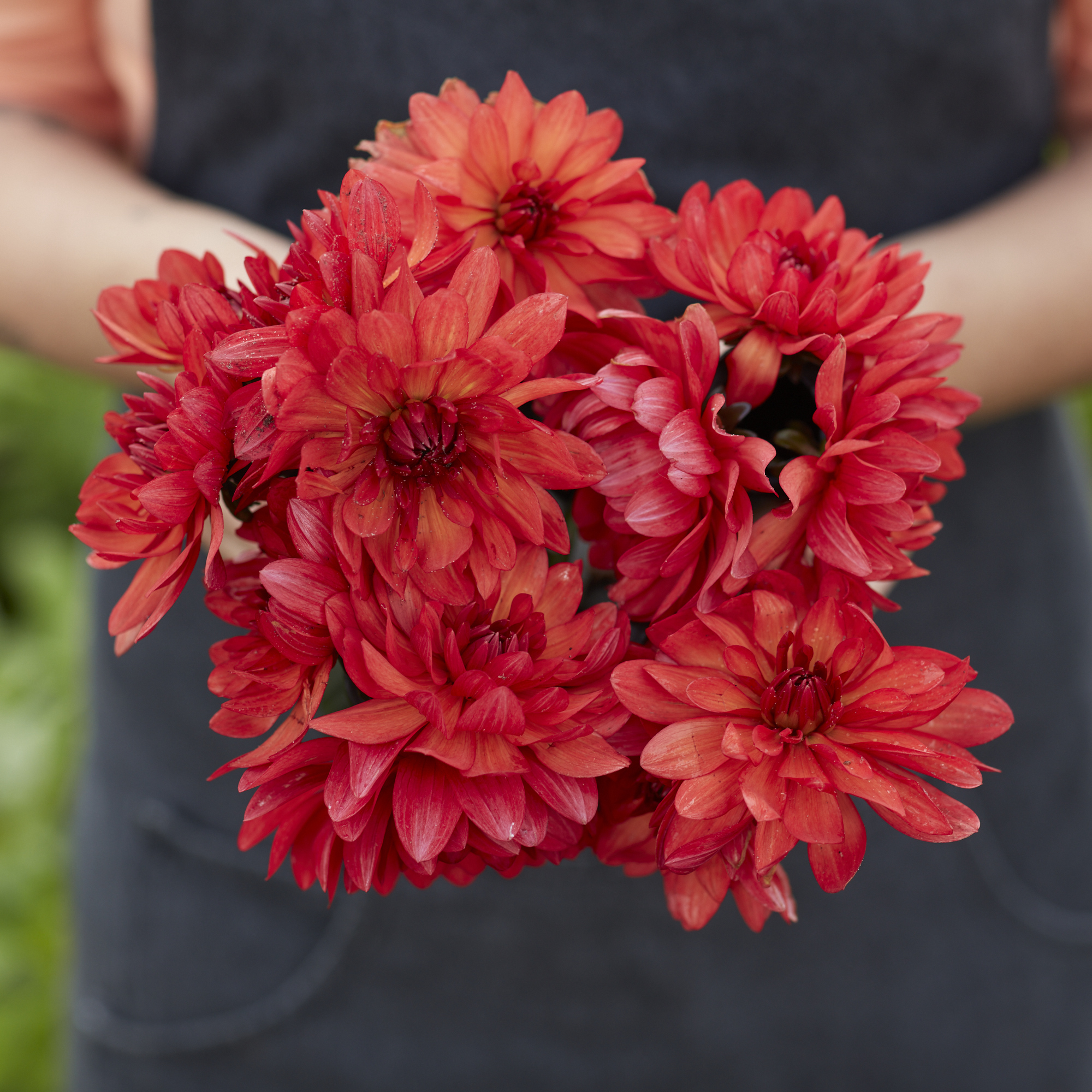 Dahlia knöl Parc Floral de Paris  Nyhet 2026! x