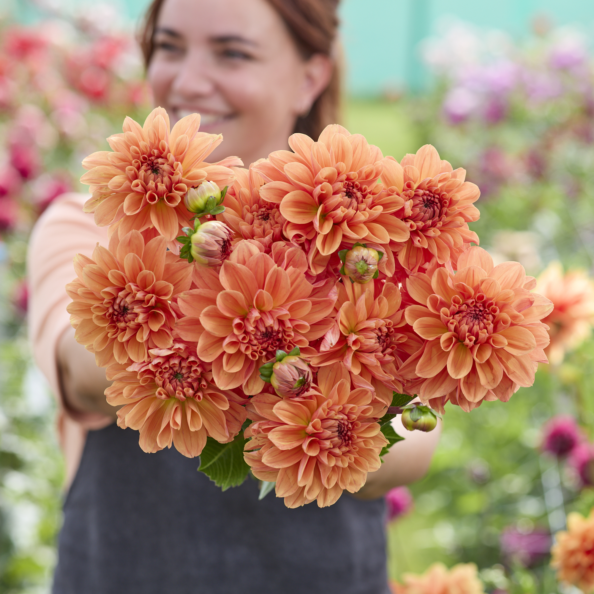 Dahlia knöl Royal King Nyhet 2027!  - 2