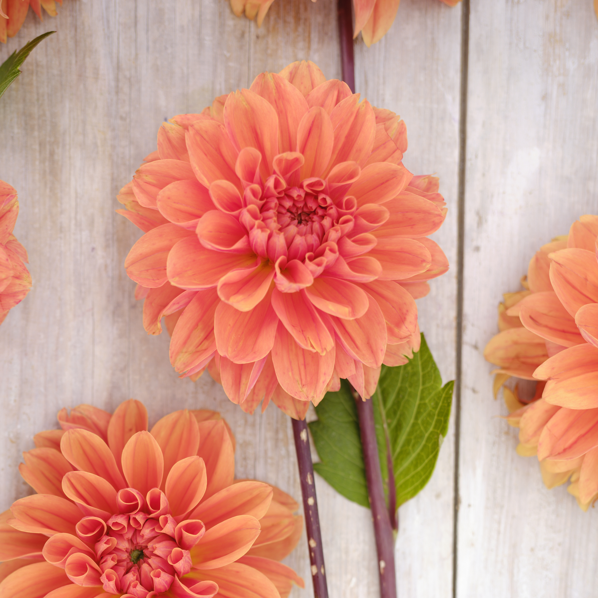 Dahlia knöl Royal King Nyhet 2027! 