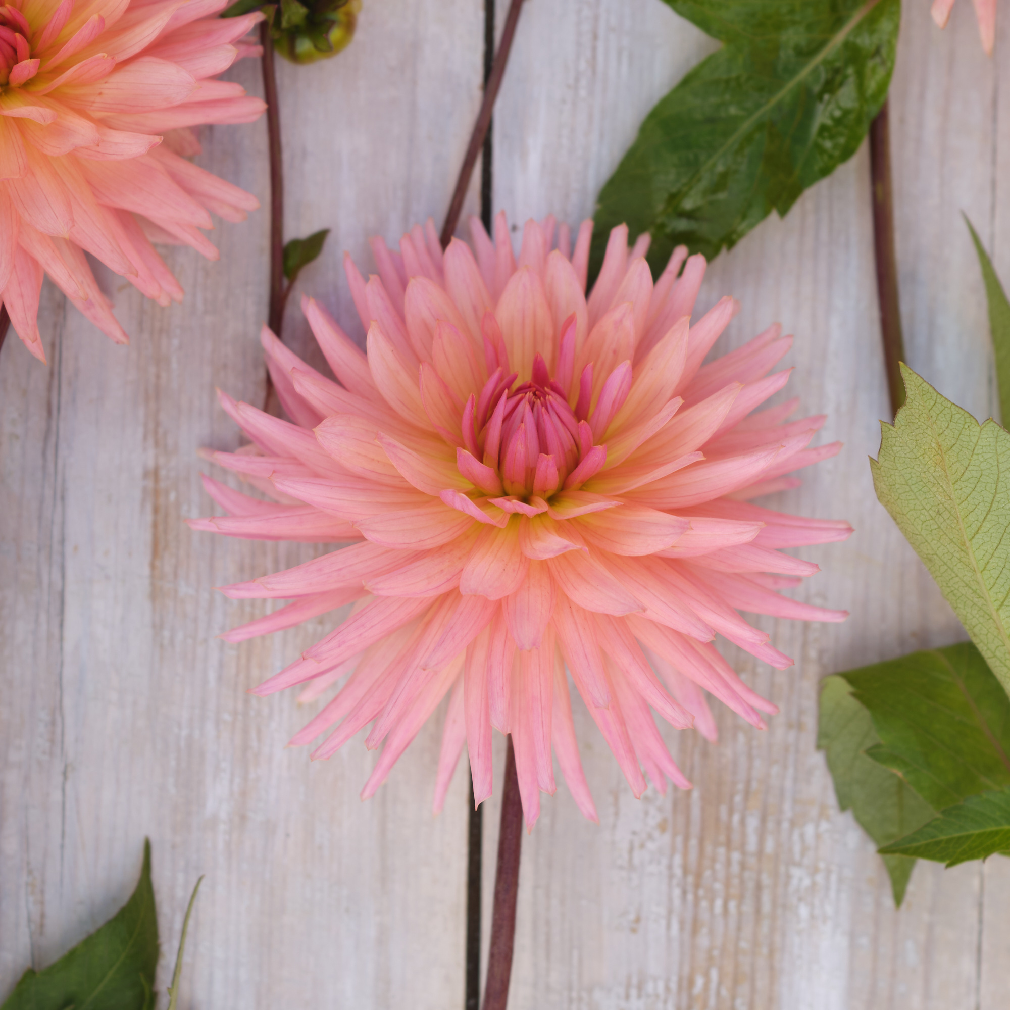 Dahlia knöl Preference Kaktus  Nyhet 2026!  x