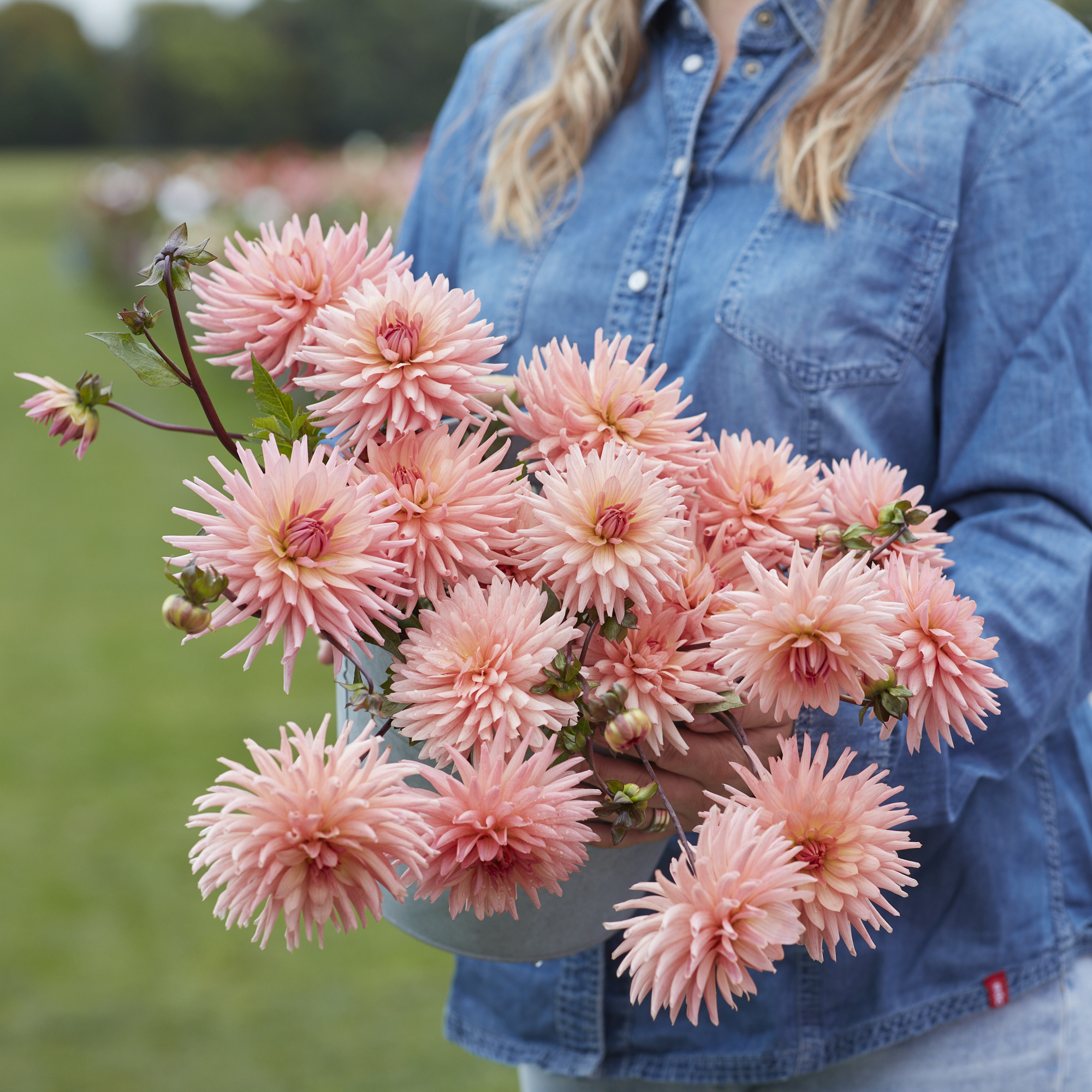 Dahlia knöl Preference Kaktus  Nyhet 2026!  x - 3