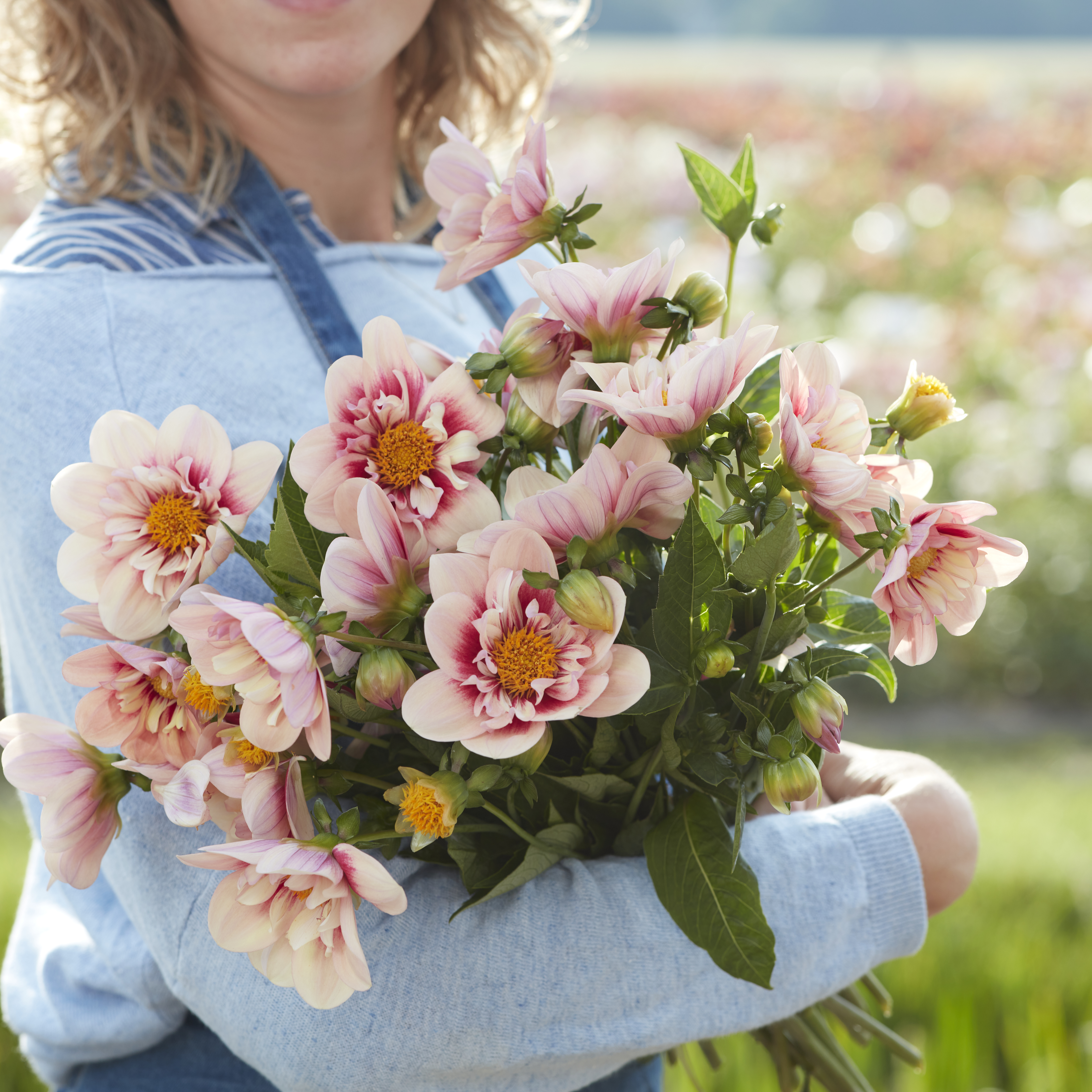 Dahlia knöl Rhubarb and Custard kommer inte! - 2