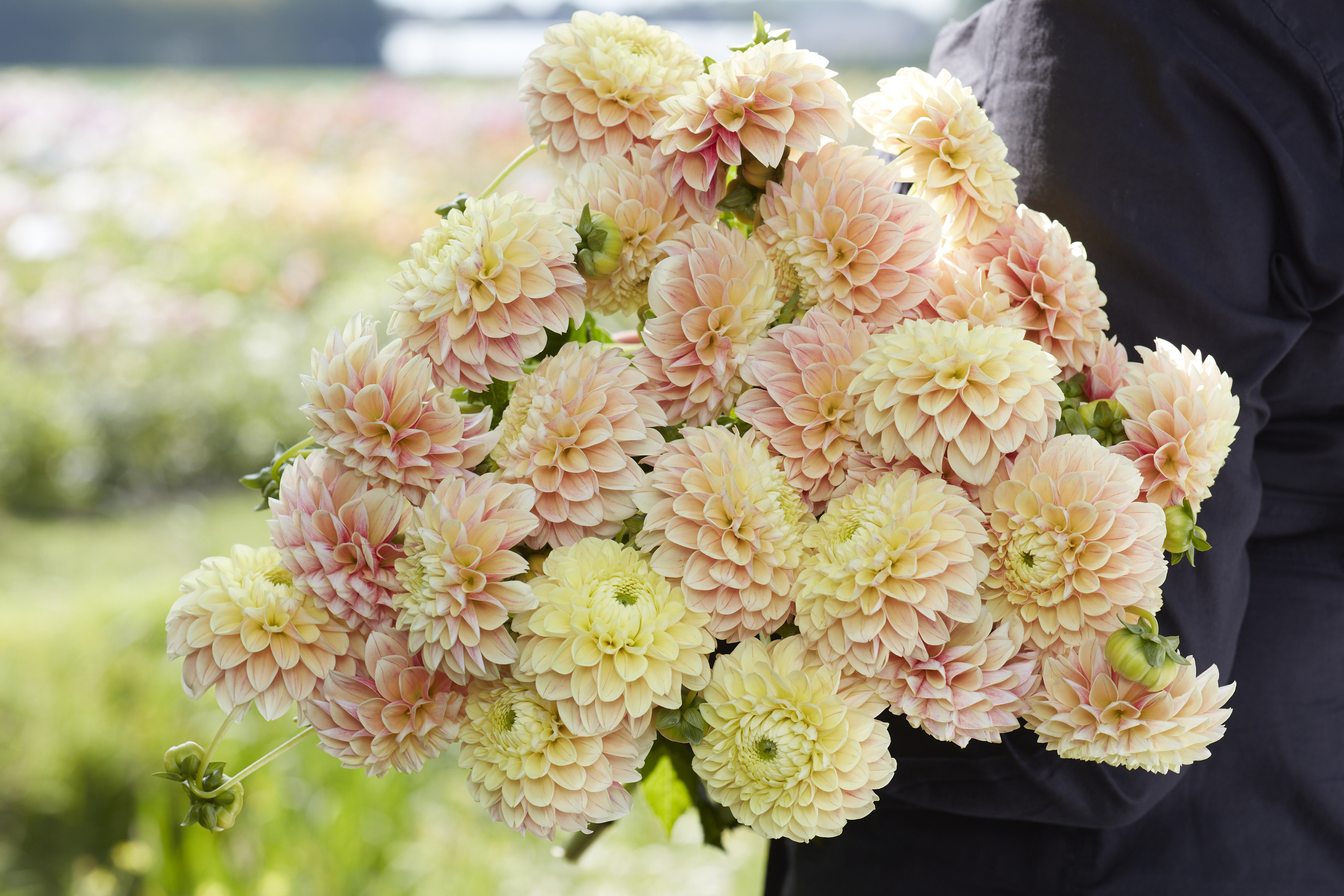 Dahlia knöl Sweet Suzanne"Boll"  Nyhet 2026! x - 2