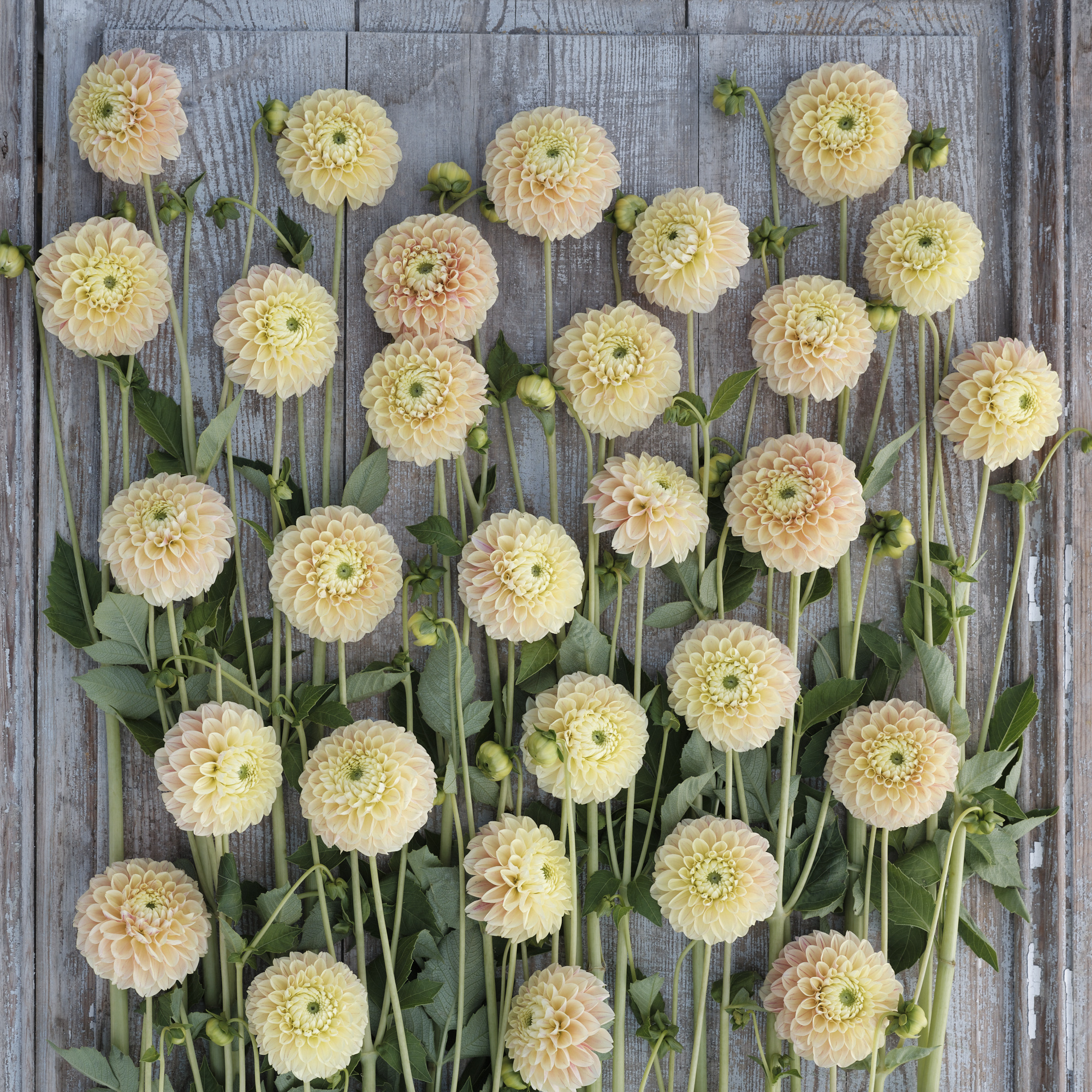 Dahlia knöl Sweet Suzanne"Boll"  Nyhet 2026! x - 3
