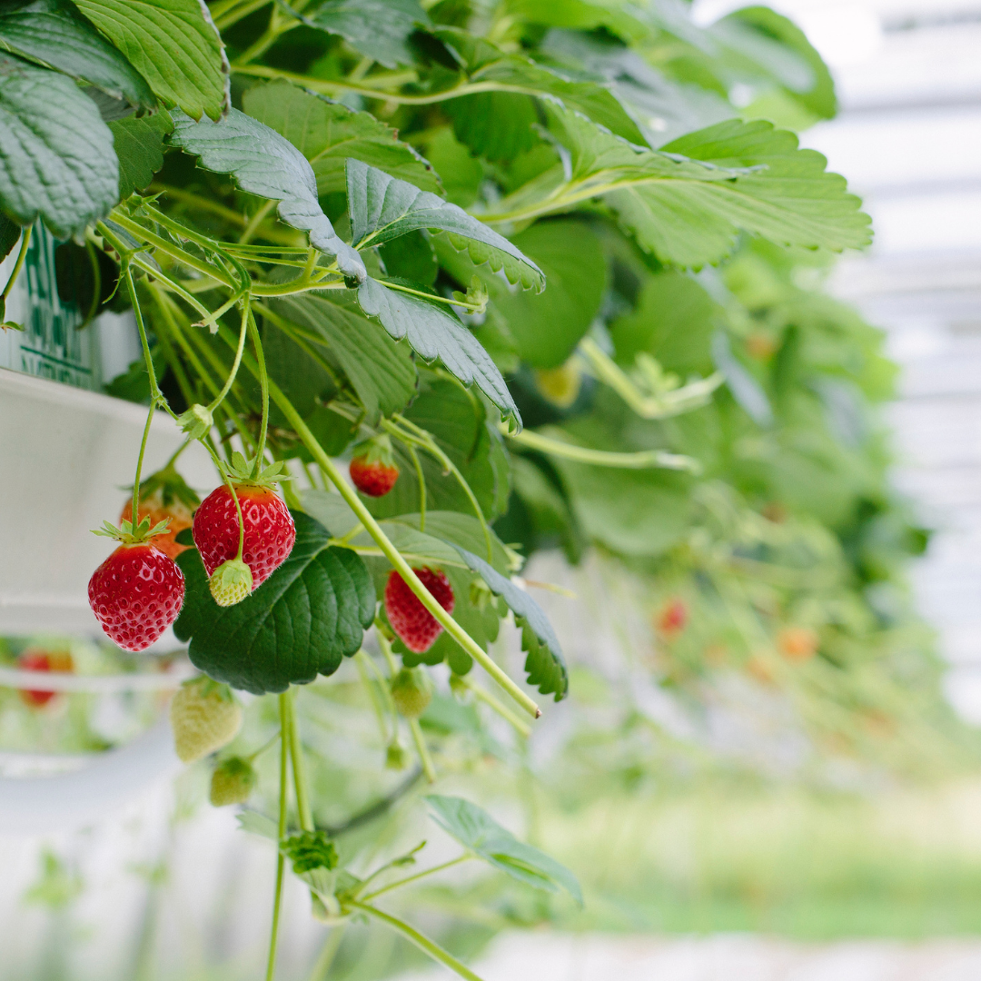 Jordgubbe - Ruby Ann F1