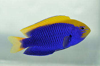Chrysiptera starcki (reef safe)